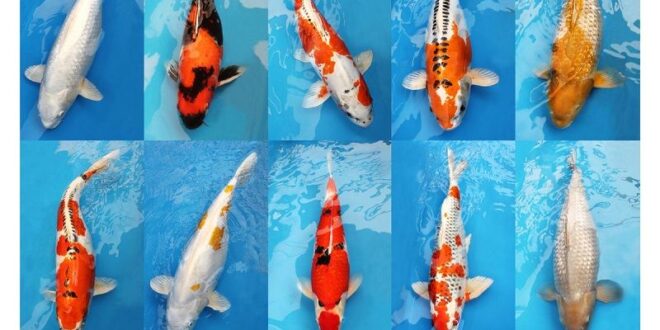 How Much Are Koi Fish Worth?