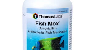 Fish Mox Petsmart