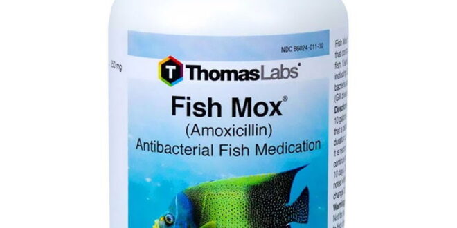 Fish Mox Petsmart
