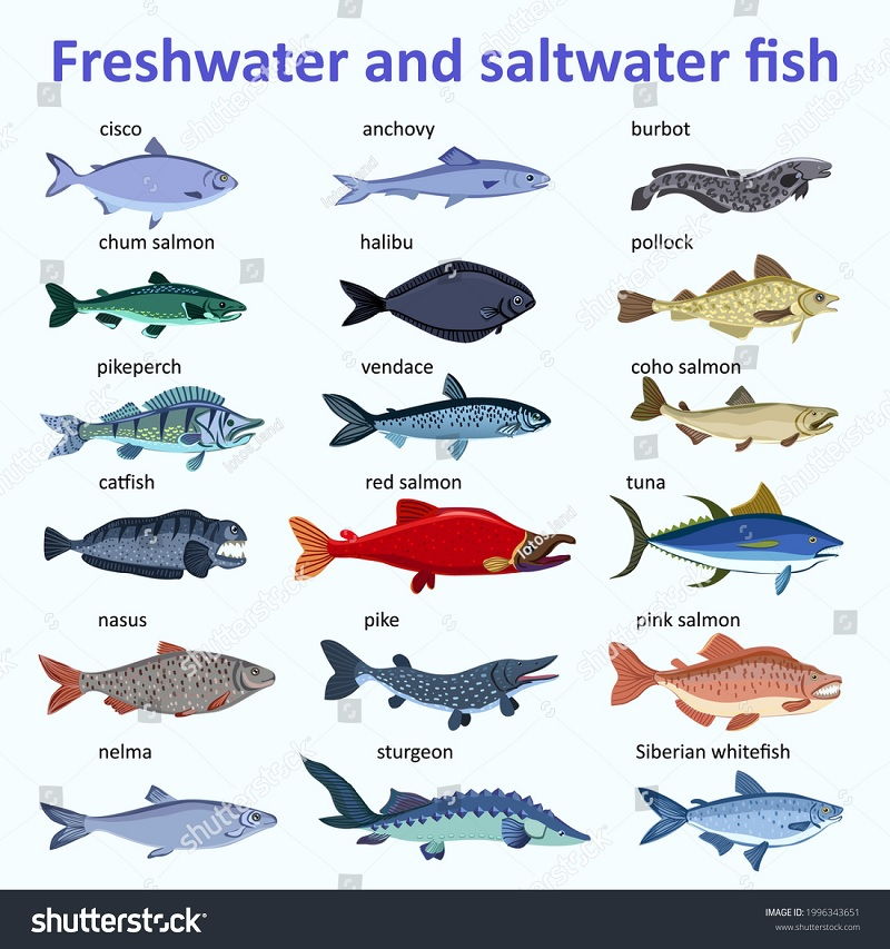 Saltwater Fish Identifier