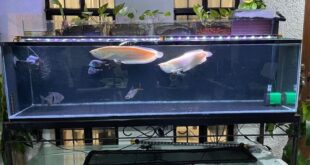 100 Gallon Fish Tank For Sale