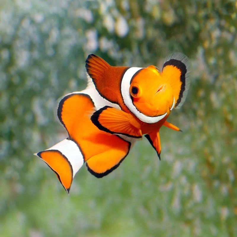 How Much is a Clown Fish?