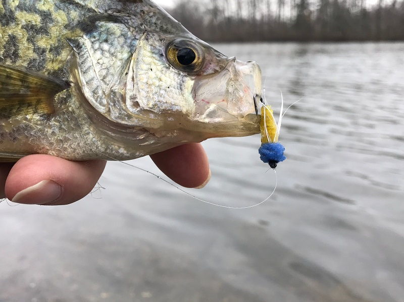 Fly Fishing For Crappie
