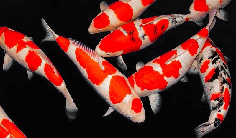 How Much Are Koi Fish Worth?