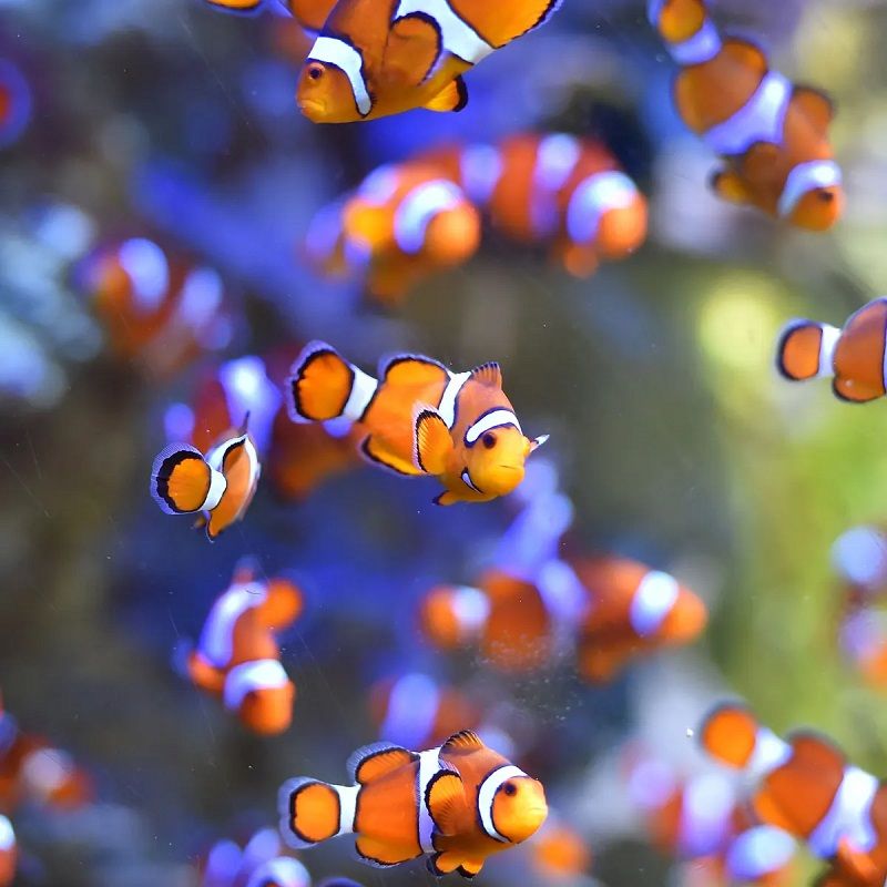 How Much is a Clown Fish?