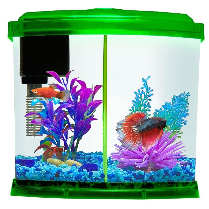 Betta Fish Tanks From PetSmart