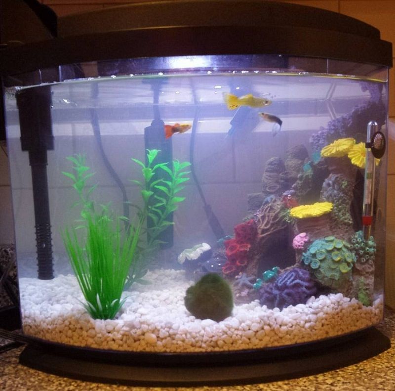 Causes of Cloudy Water in Fish Tanks