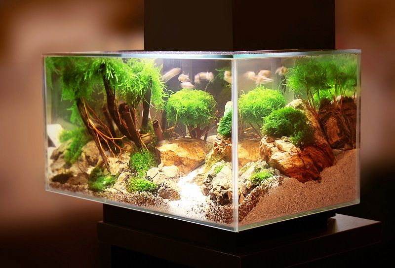 Acrylic Fish Tanks For Sale Near Me