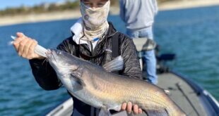 Lake Travis Fishing Report