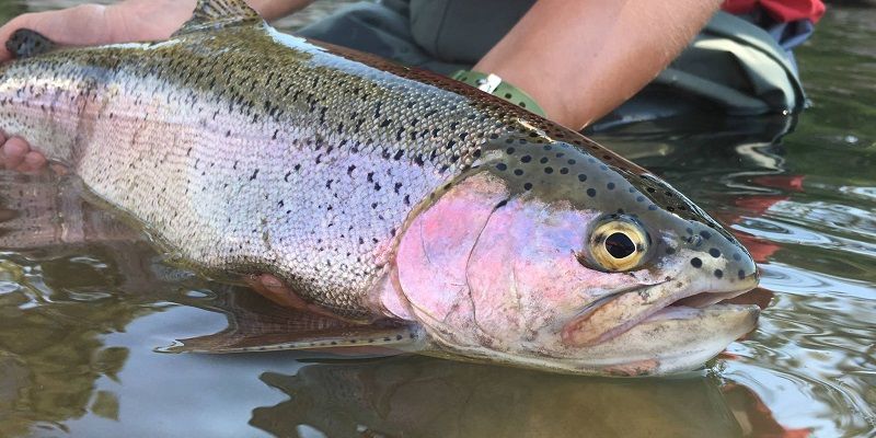 Canyon Lake Fishing Report