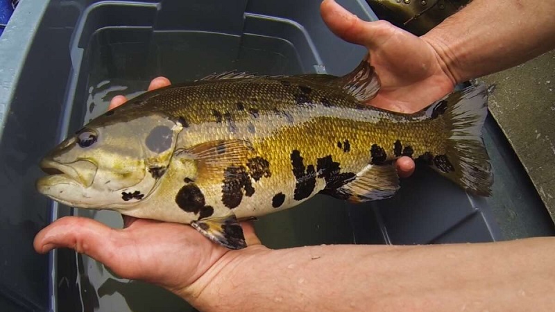 Texas Parks and Wildlife Fishing Report